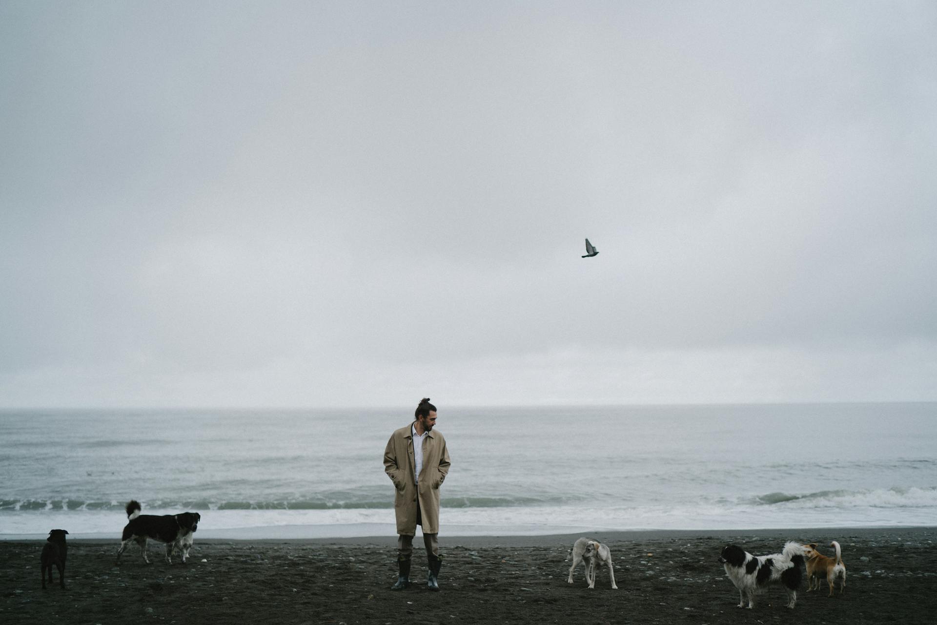 A Man on a Beach with Dogs