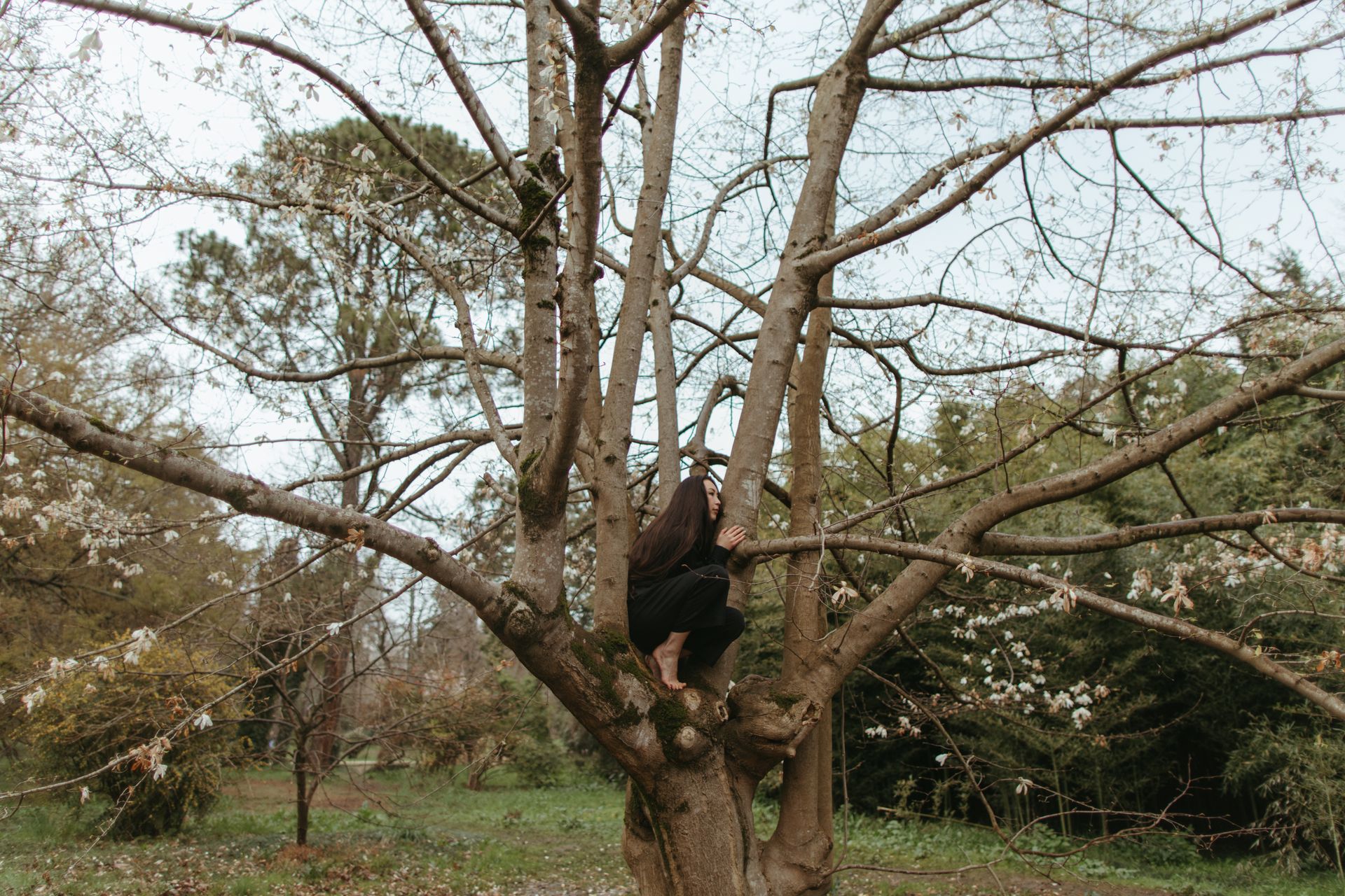Woman in black pants climbs a tree in a peaceful park with blooming branches.