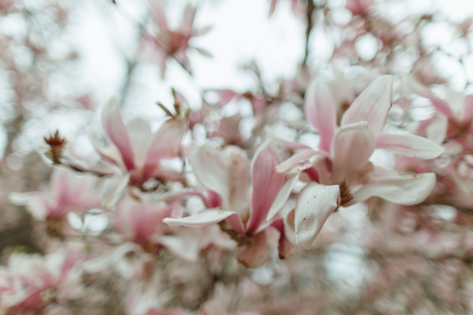 Delicate pink magnolia blossoms in full bloom during spring.