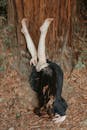 A Woman in Black Dress Sitting Beside Brown Tree Trunk