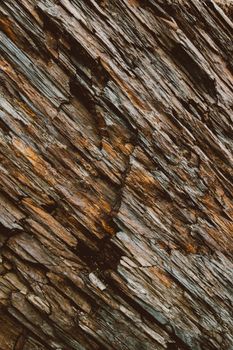 A detailed close-up of a rugged and textured tree bark surface, showcasing nature's patterns.
