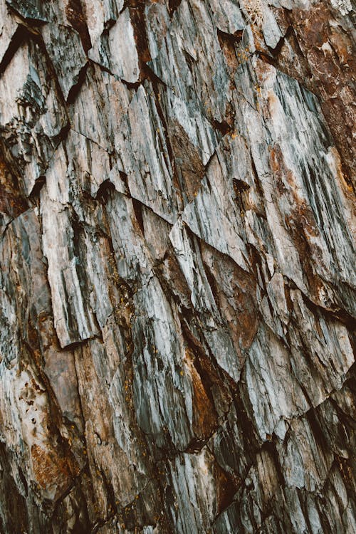 Close-Up Shot of a Tree Bark