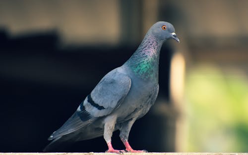 Free stock photo of close-up, perched, pigeon
