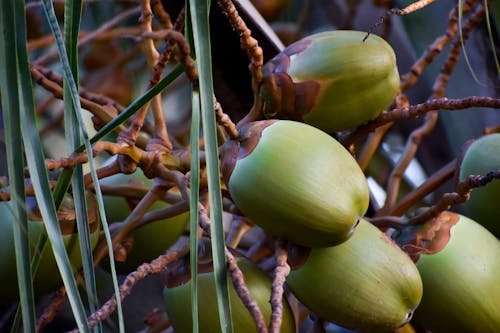 Free stock photo of close-up, coconut, coconut tree