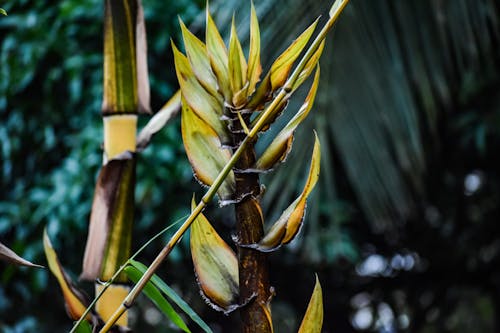 Flaches Fokusfoto Der Gelben Und Grünen Blattpflanze