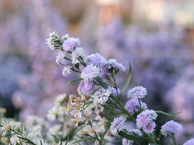 Wild Flowers Growing In Field