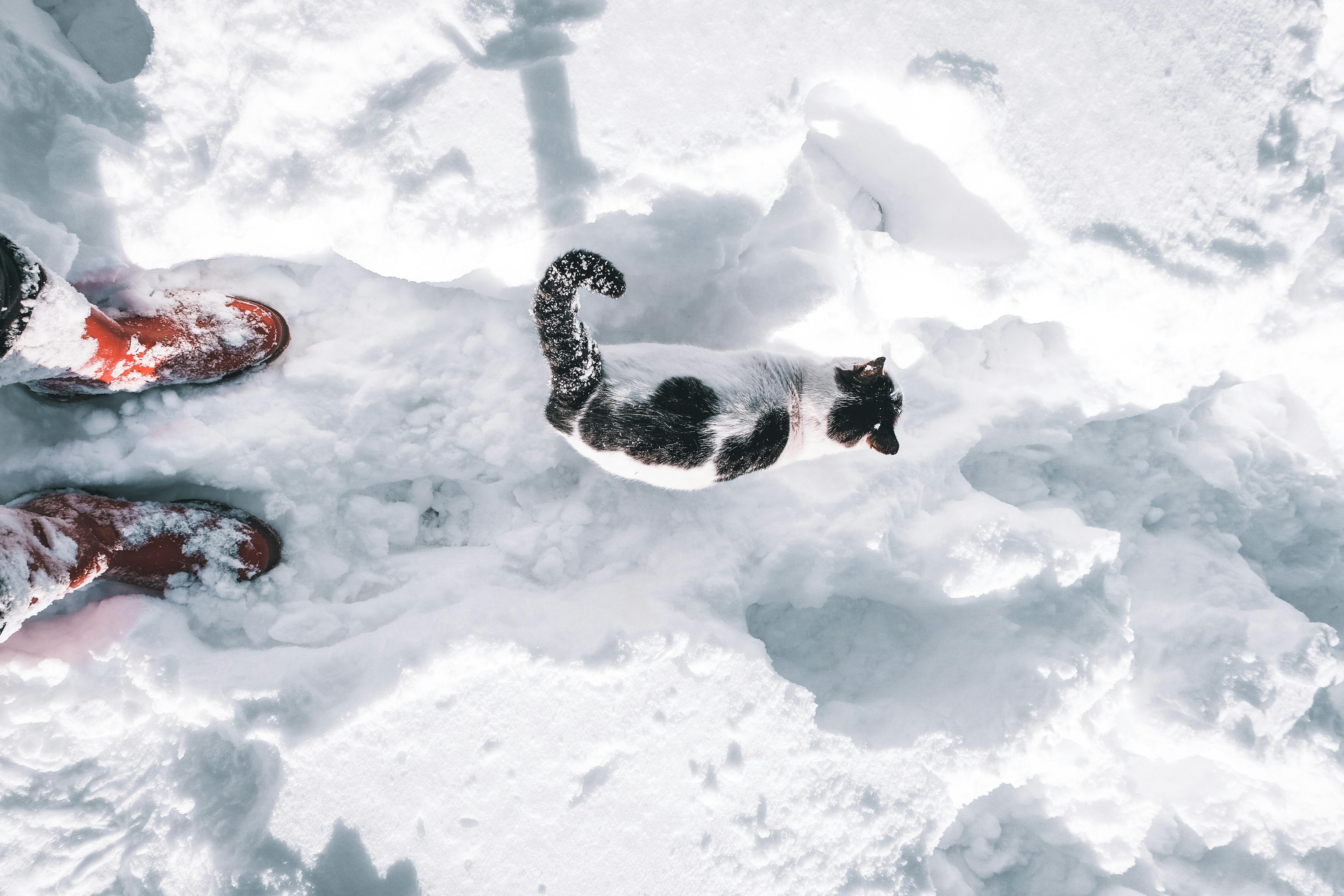 Cat Walking in Snow · Free Stock Photo