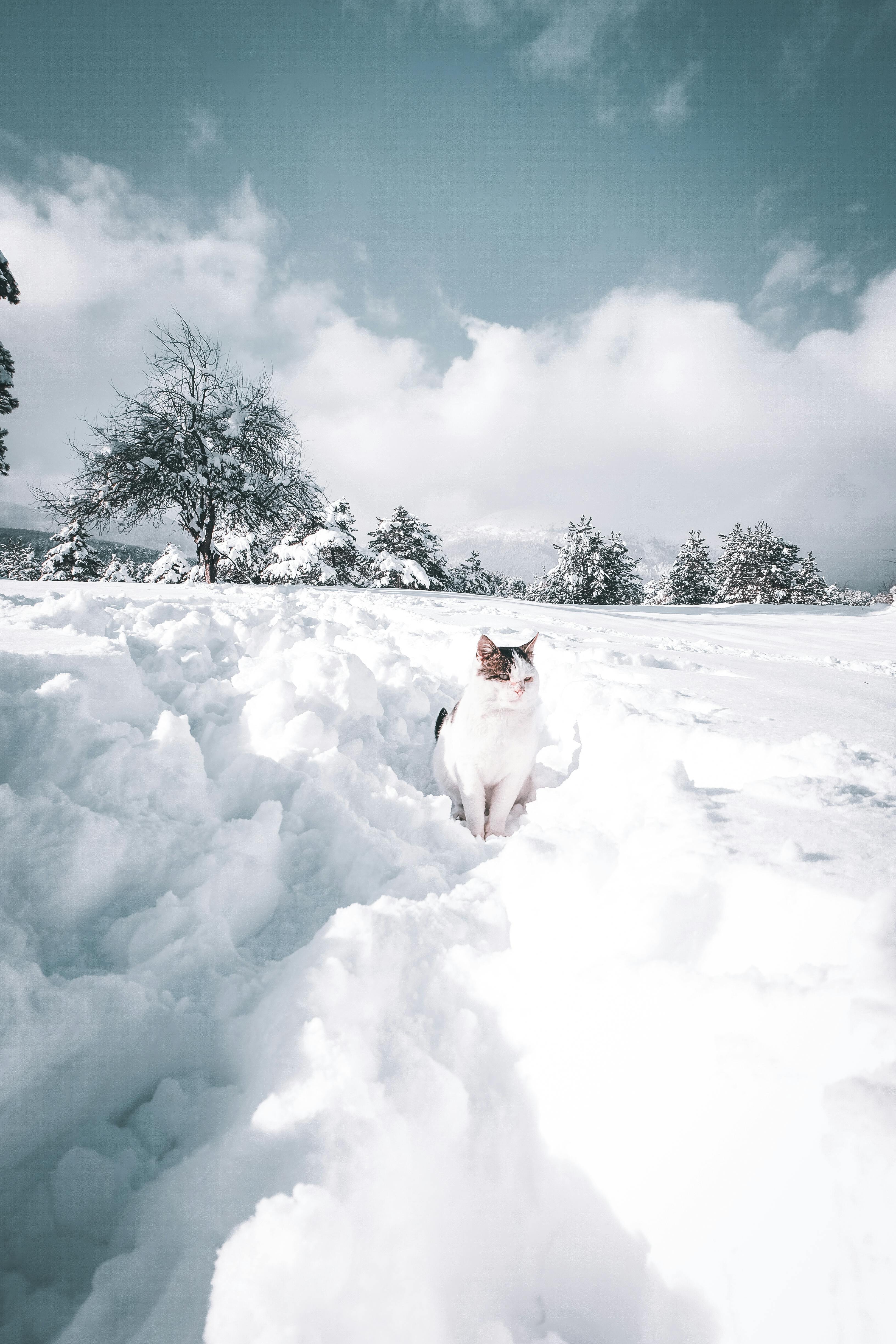 Free A cat rests peacefully on the snowy landscape in Bolu, Türkiye, surrounded by winter trees. Stock Photo