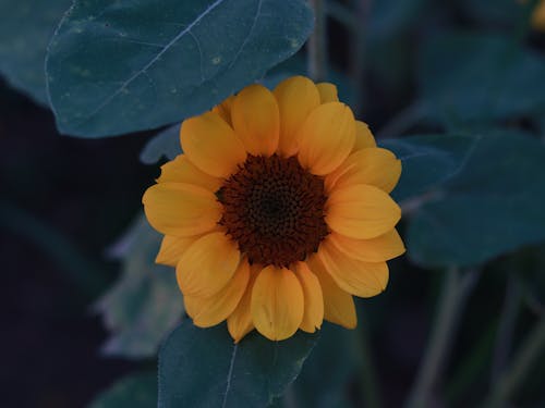 Free A Yellow Sunflower in Bloom Stock Photo