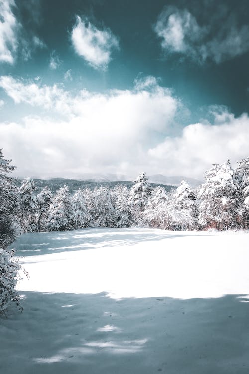 Snow Covered Trees on a Sunny Day