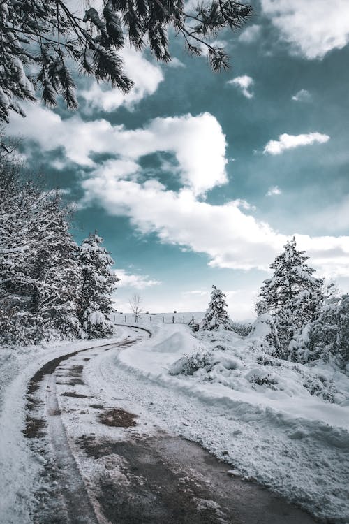 Základová fotografie zdarma na téma bílá, krajina, les