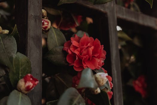 Vivid red camellia flowers in close-up against dark leaves and metal backdrop.