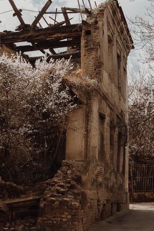 Trees around Abandoned Ruins