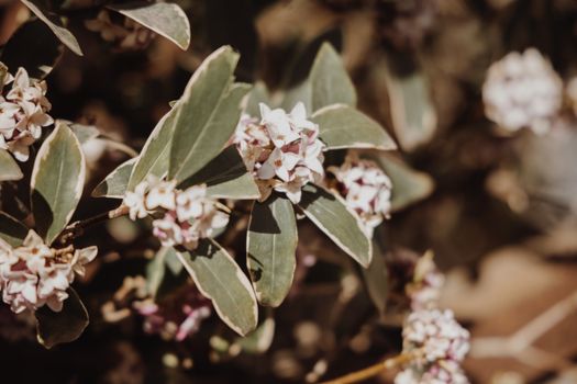Plant with Flowers in Close Up Photography