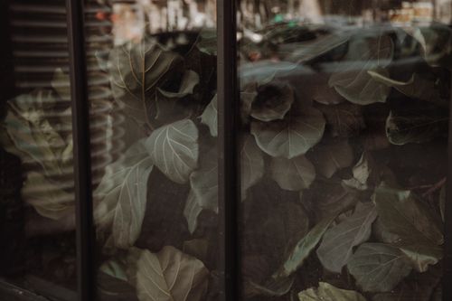 Free Aesthetic close-up of fiddle leaf fig leaves behind a window, urban nature blend. Stock Photo