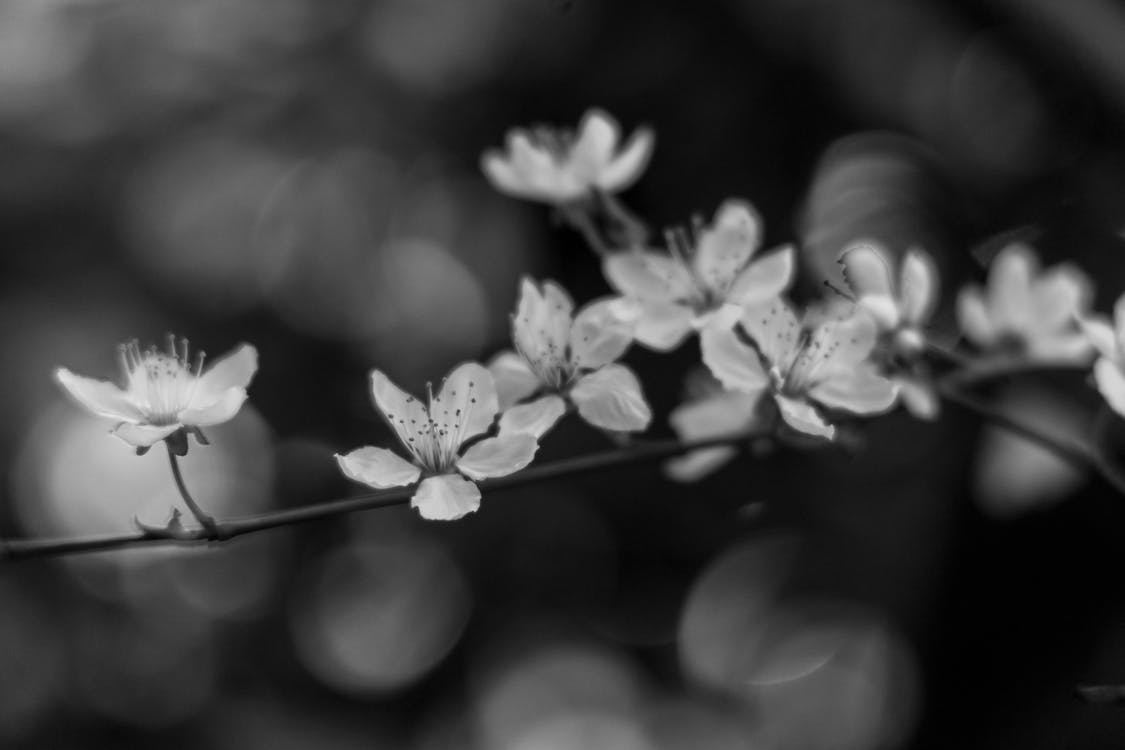 Free Foto profissional grátis de escala de cinza, flor de cerejeira, flora Stock Photo