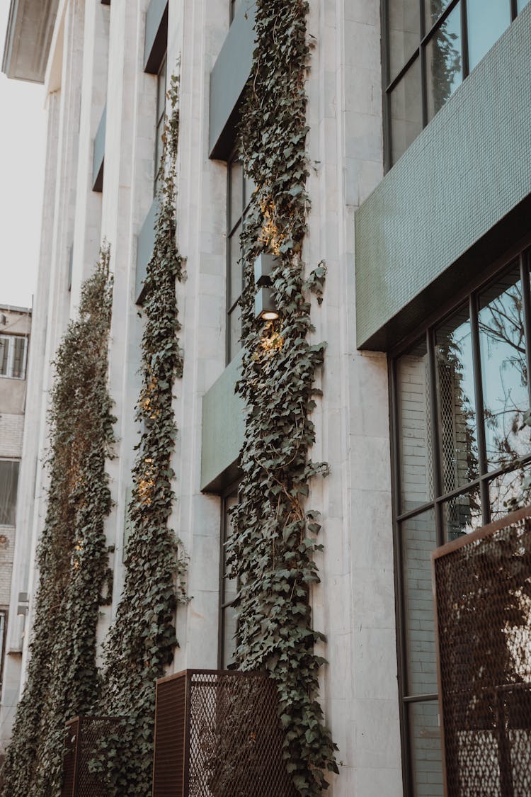 Green Plant Growing On City Building