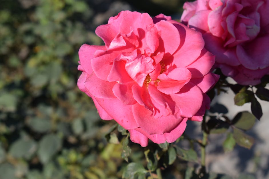 Free stock photo of pink, pink flower, rose