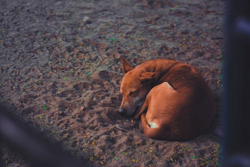 Free Short-coated Dog Sleeping on Soil Ground at Daytime Stock Photo