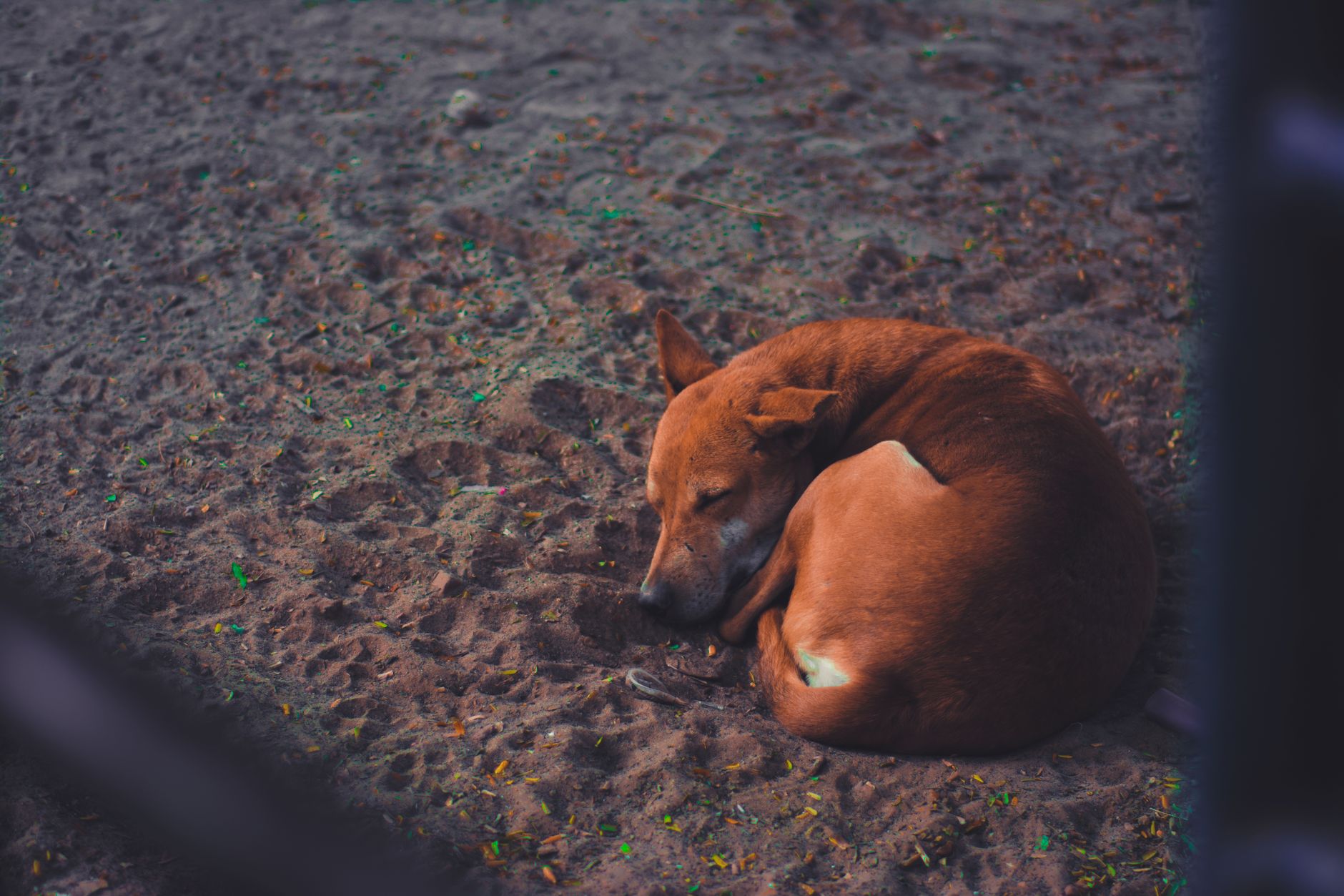 Portrait of a dog at a veterinary clinic