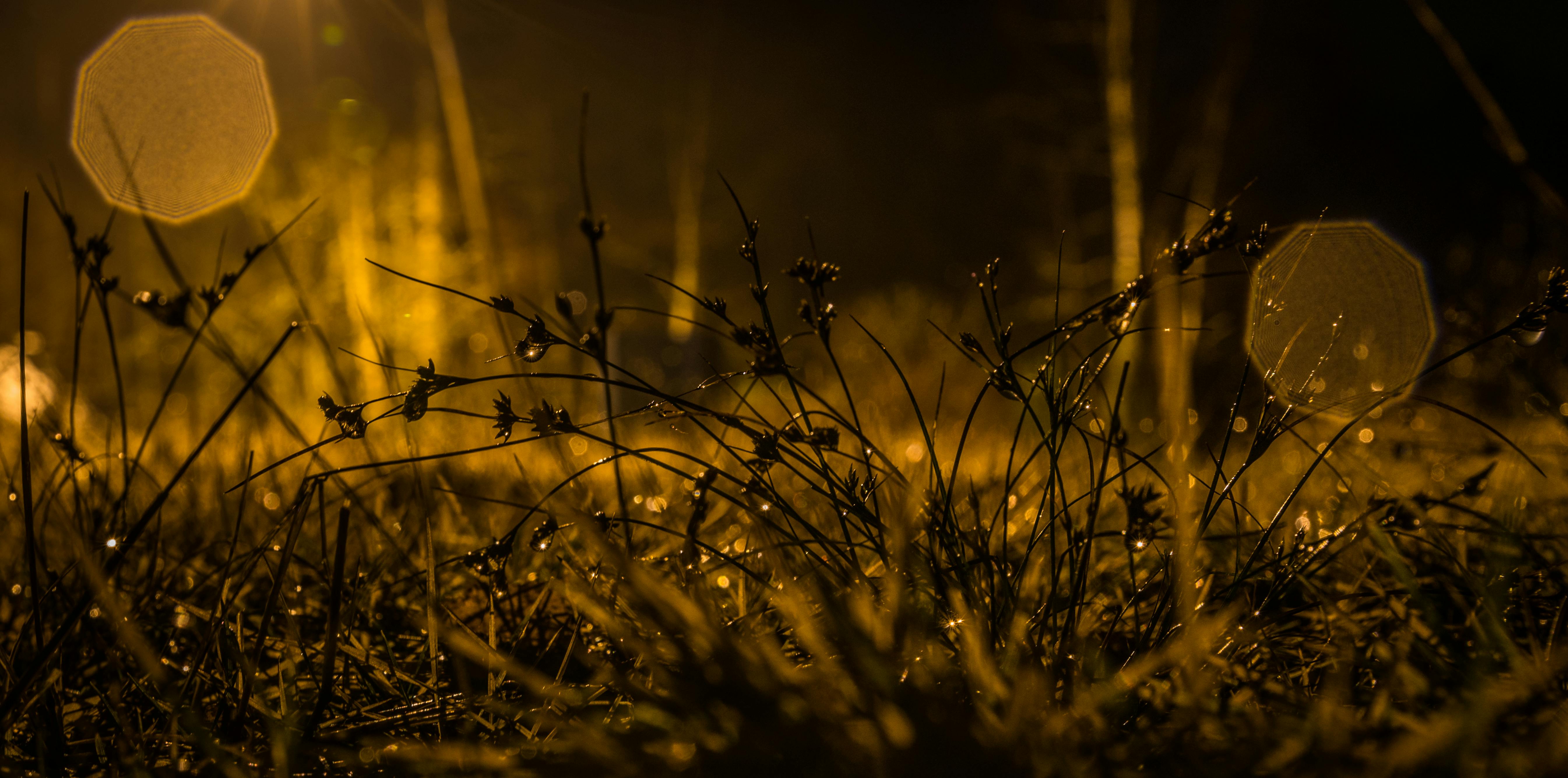 Photography of Grasses during Nighttime · Free Stock Photo