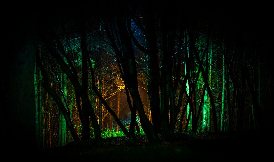 Enigmatic forest scene captured at night with colorful lighting creating a mystic atmosphere.