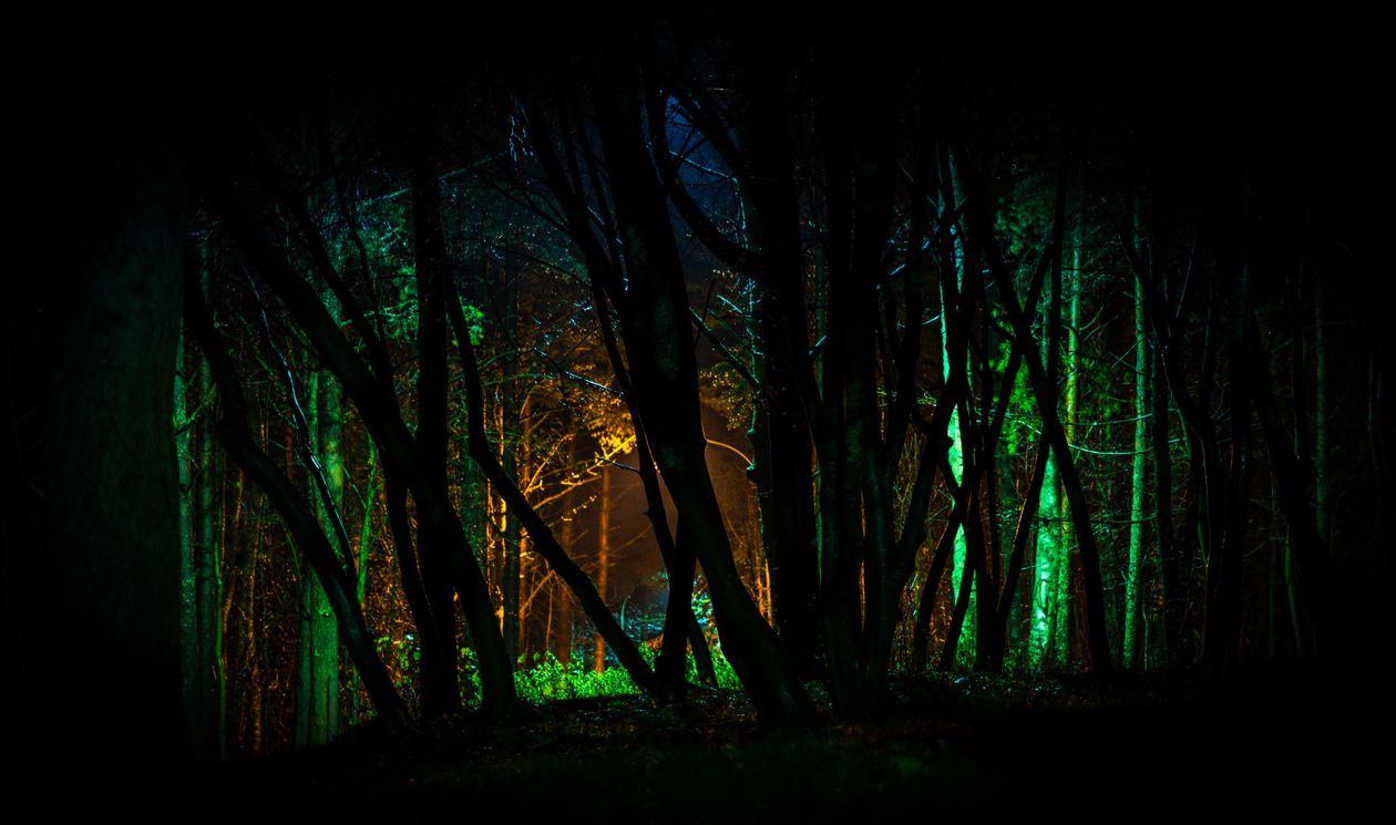 1000+ 夜の森枚の写真 · Pexels · 無料の写真素材