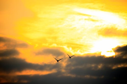 Silhouette of Two Birds Flying in the Sky During Sunset