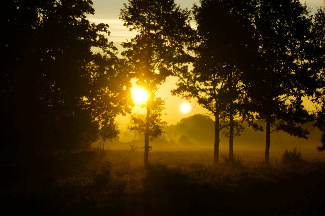 Silhouette of Trees During Sunrise