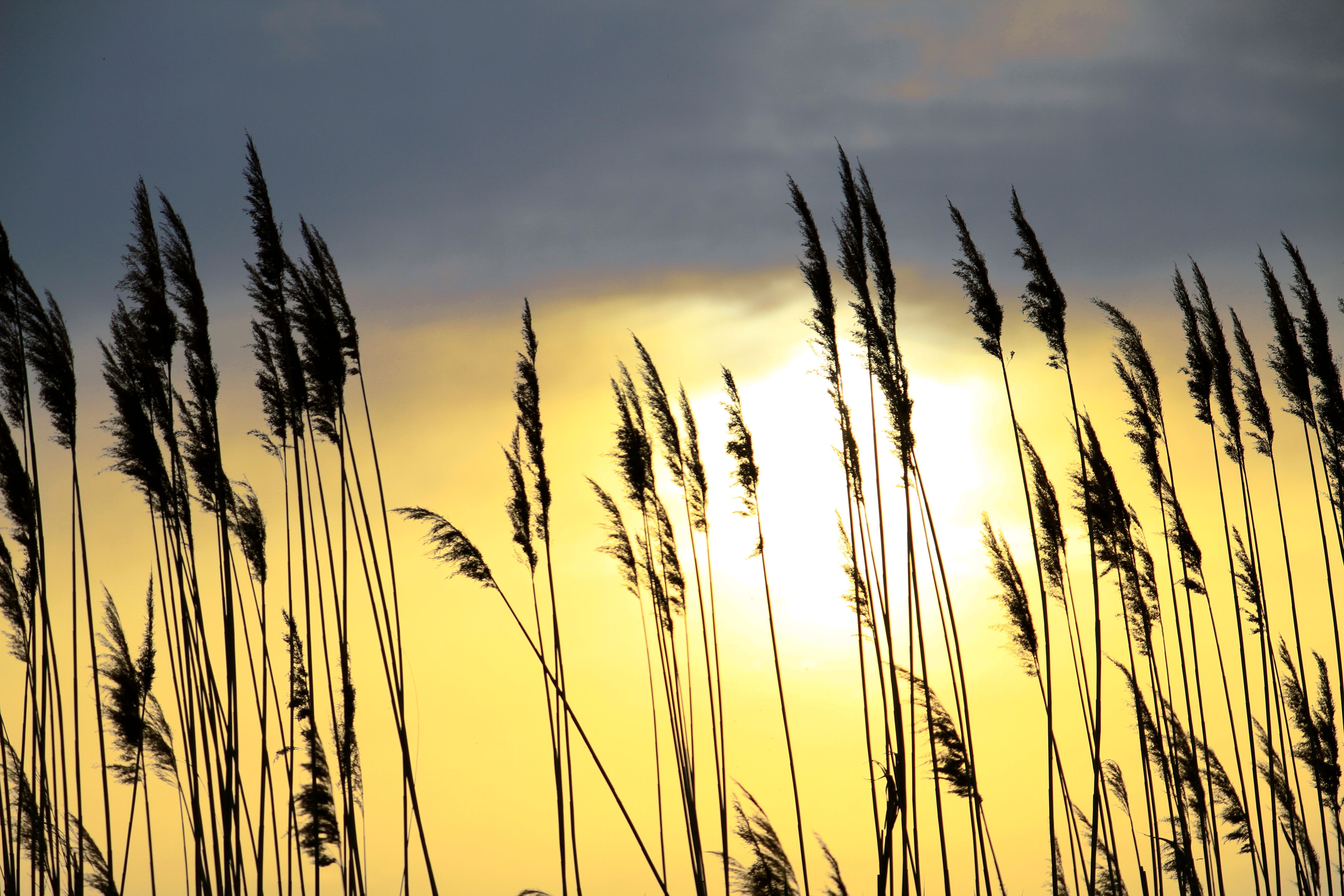 Silhouette of Grass during Sunset · Free Stock Photo