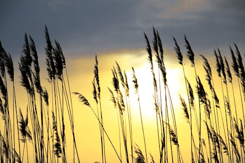 Silhouette of Grass during Sunset