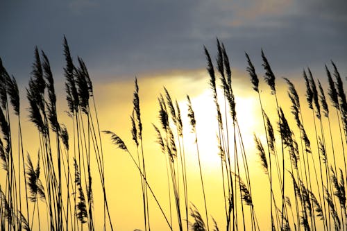 Photos gratuites de brins d'herbe, coucher de soleil, espace extérieur