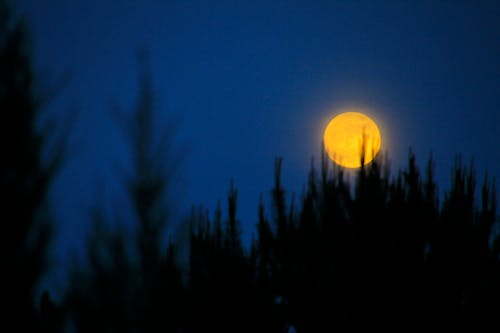 Free stock photo of full moon, yellow moon