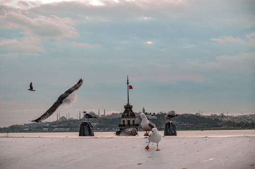 Безкоштовне стокове фото на тему «босфор, індичка, морських птахів»