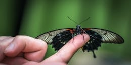 宏观镜头下，一只蝴蝶在户外轻盈地停在一个人的手指上