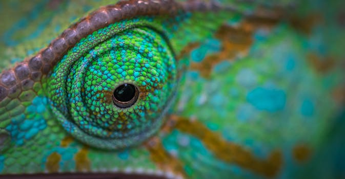 变色龙眼睛的宏观镜头展现了其复杂的纹理和鲜艳的色彩