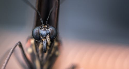 Kostenlos Makrofotografie Von Insekten Stock-Foto
