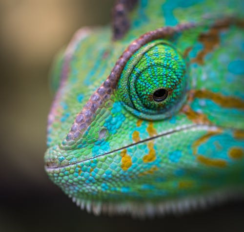 Selektive Fokusfotografie Des Chamäleons