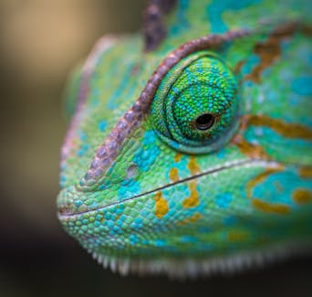 Chameleon - ph. George Lebada - pexels.com!