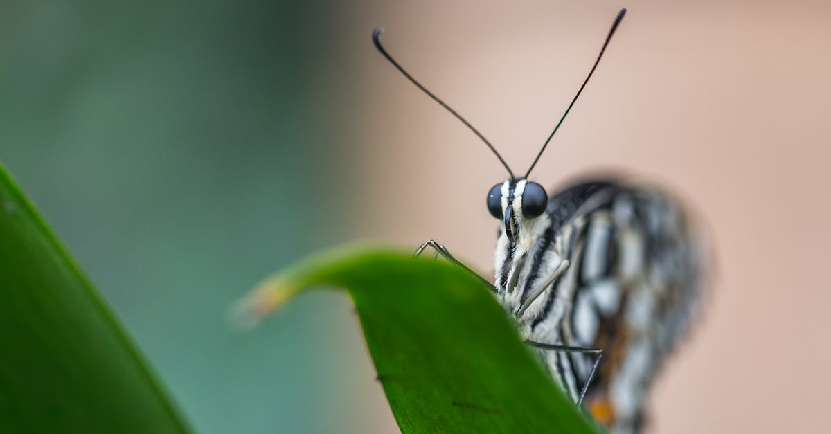 Selective Focus Photo of Gray and Black Butterfly