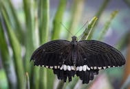 普通摩门教蝴蝶在树叶上的特写，展示了翅膀图案和自然之美