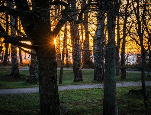 Golden Hour Trees and Pathway Long Exposure Photography