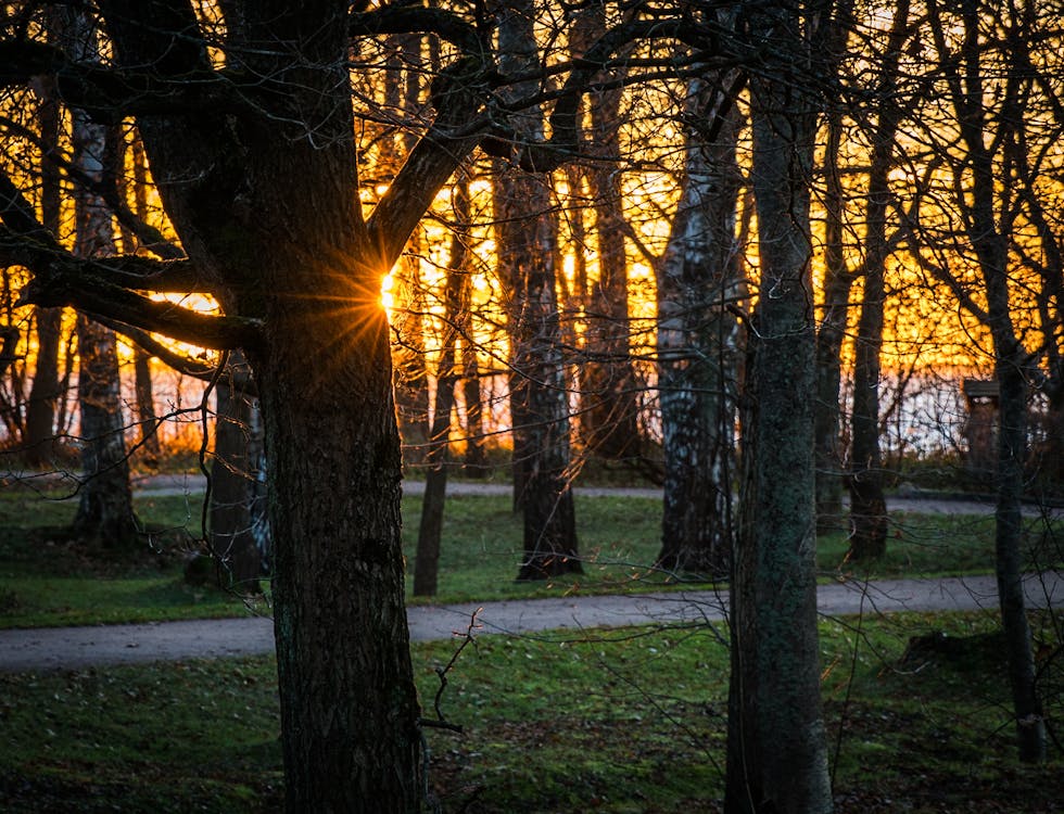 Golden Hour Trees and Pathway Long Exposure Photography