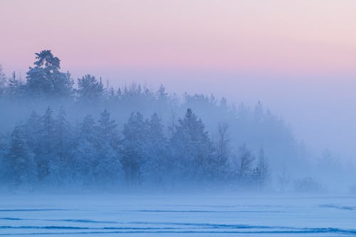 Snow-Covered Trees During Fog