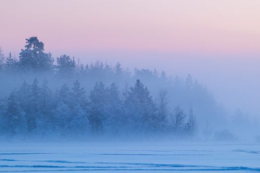Serene winter landscape with snow-covered trees in a foggy forest at sunrise, showcasing tranquil beauty.
