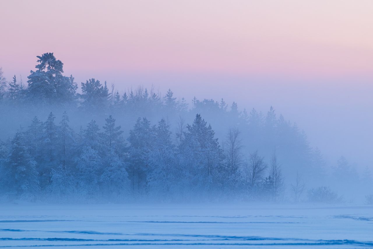 serene winter landscape with snow covered trees in a foggy forest at s