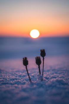 Silhouetted dried plants in snowy foreground against a vibrant winter sunset.