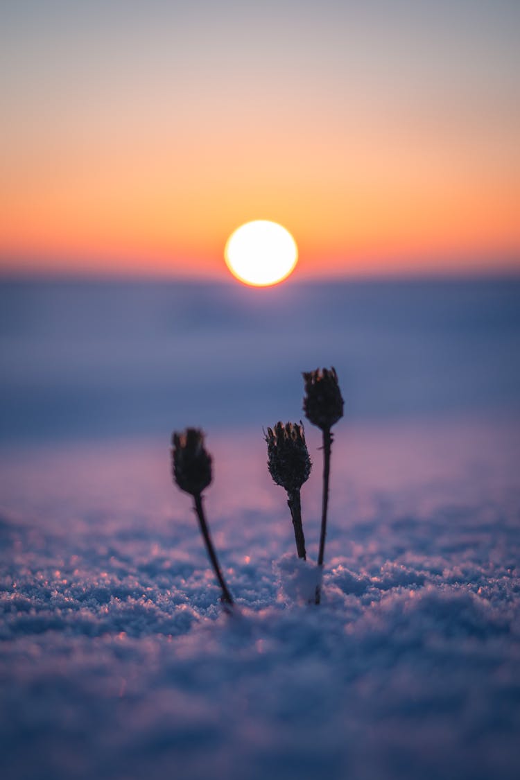 Flowers Growing In Snow On Sunset