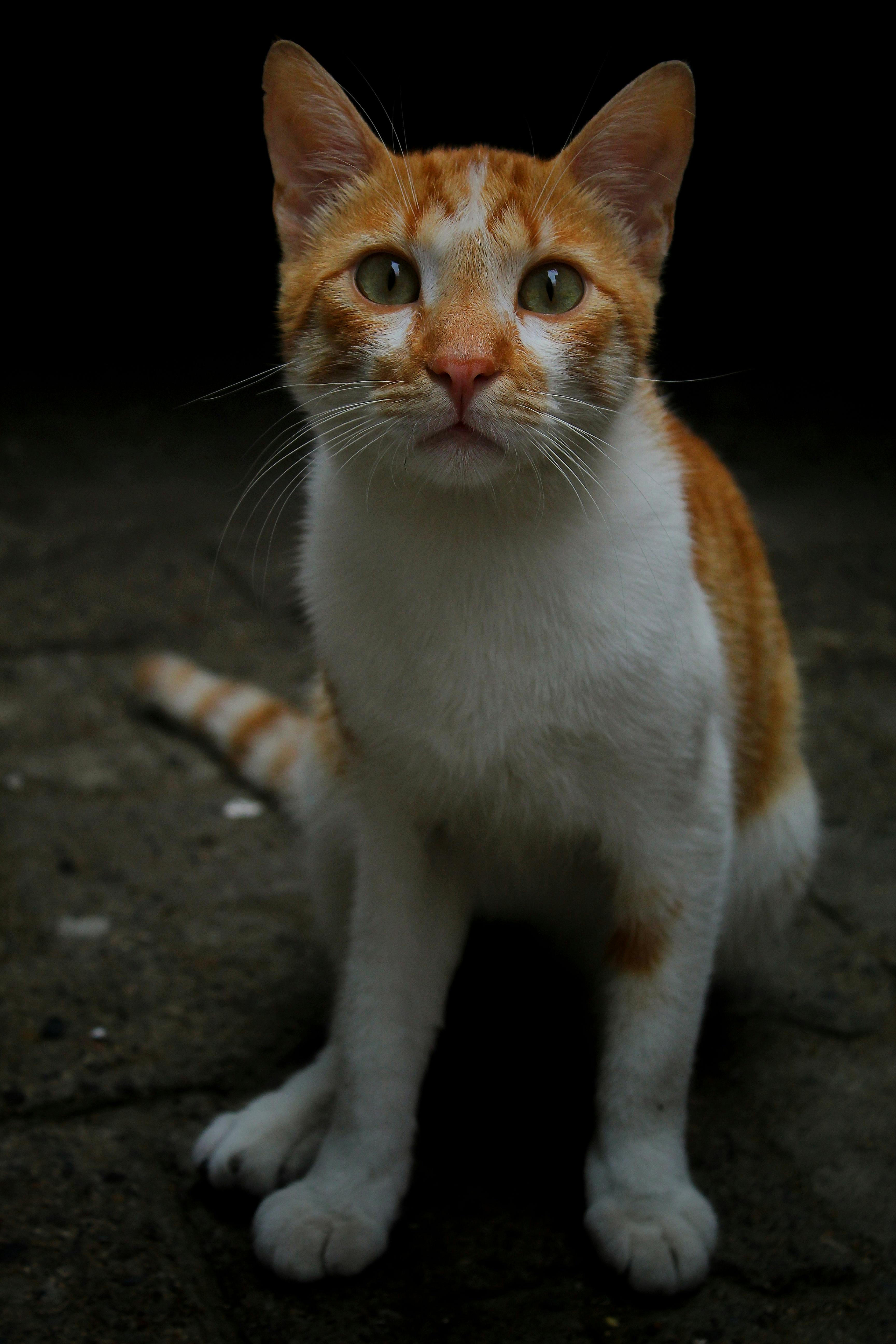 White cat sales with ginger patches