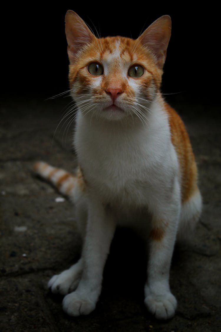 Curious White And Ginger Cat On Street